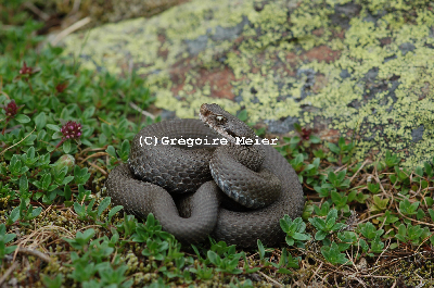 Vipera concolor